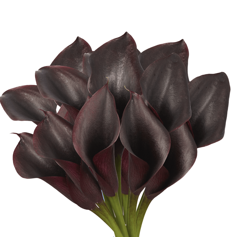 Order Dark Purple Calla Lily Flowers