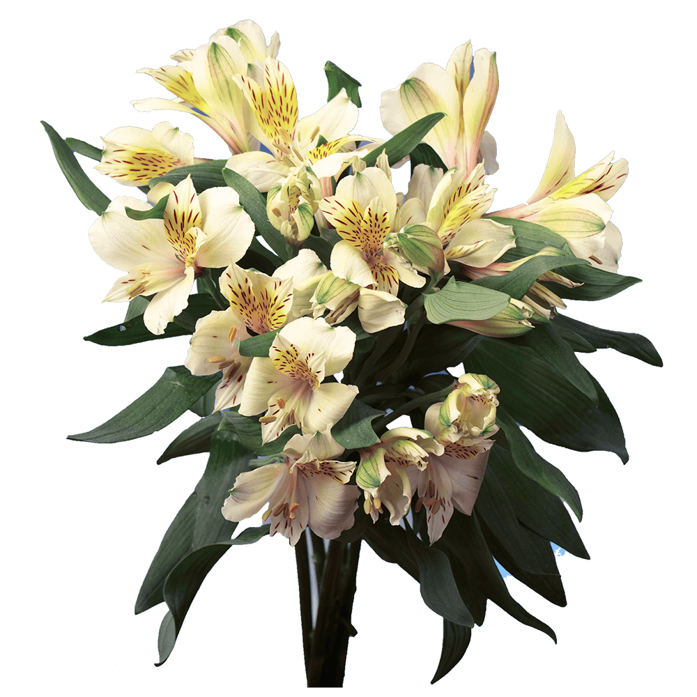 Order Super Creme Alstroemeria Flowers