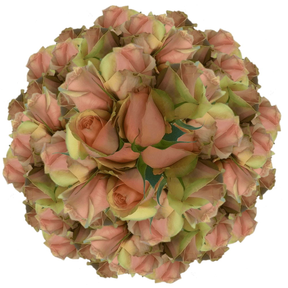 Peach Roses Long Stem Wholesale Rose Flower Shop Roses Low Cost