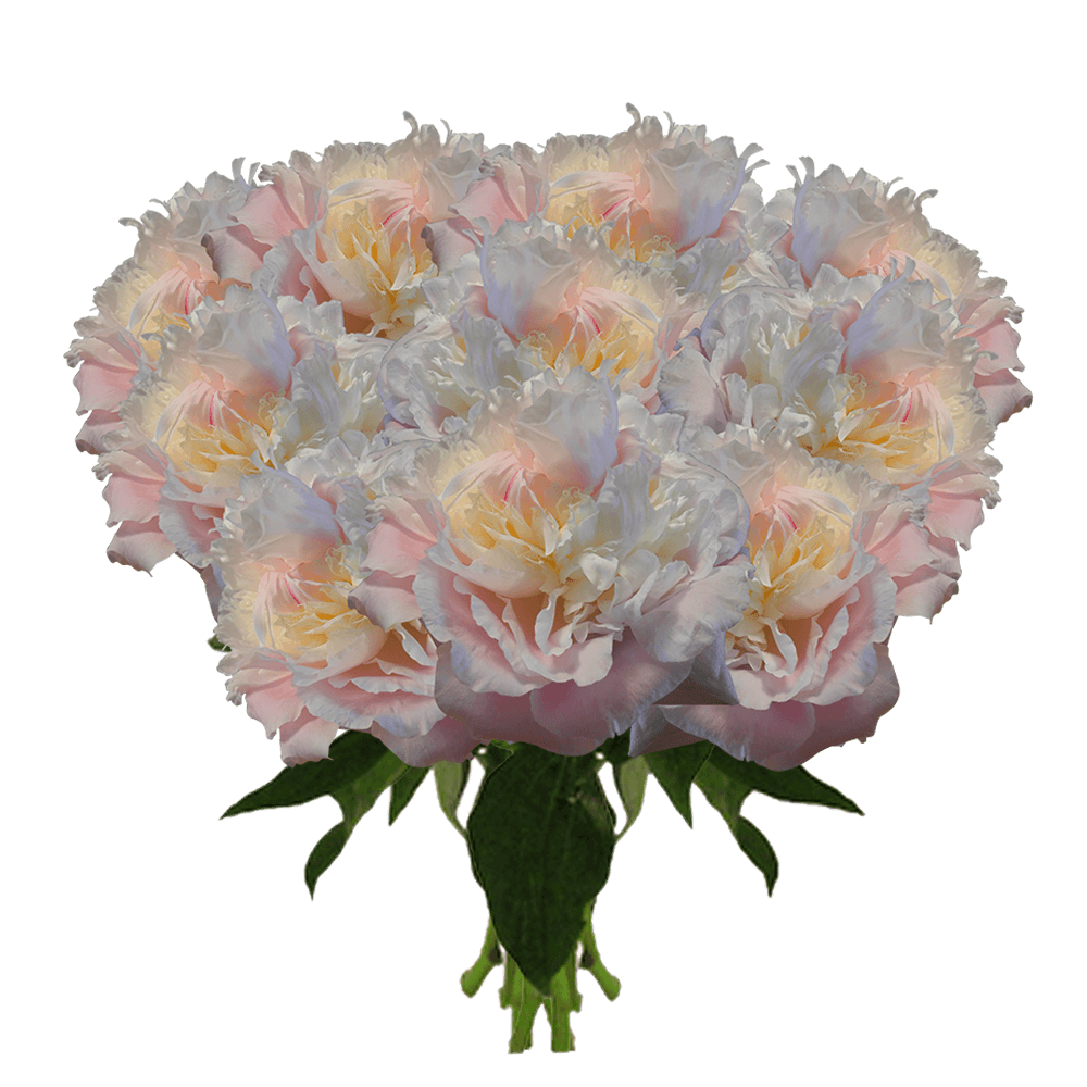 Peony Flowers For Sale