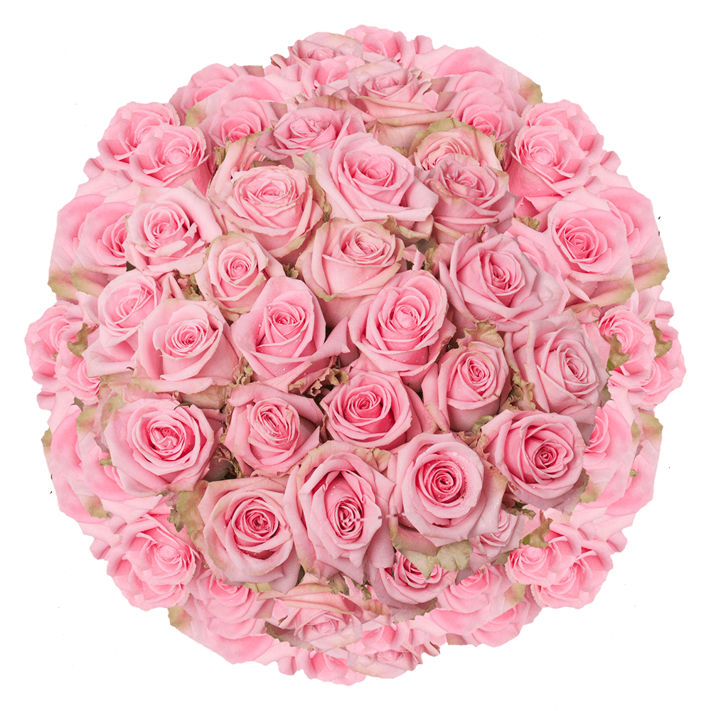 Pink Roses for Wedding Bouquets Pink Candy Roses