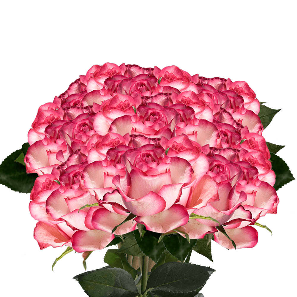 Pink Single Roses