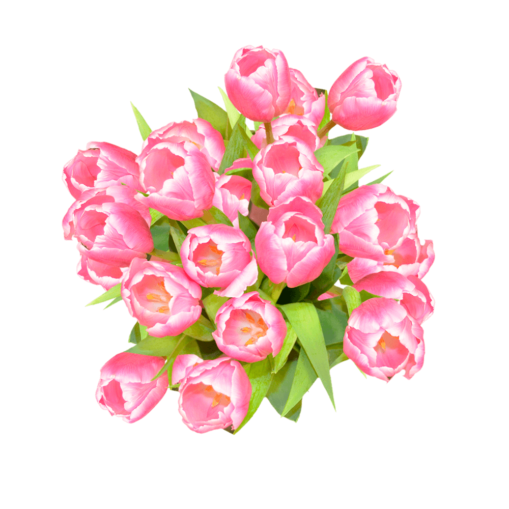 Pink White Tulip Flowers