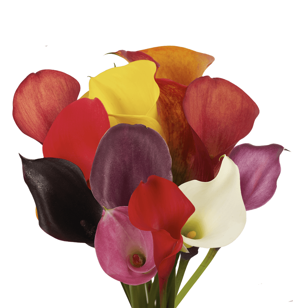 Premium Assorted Color Calla Lilies