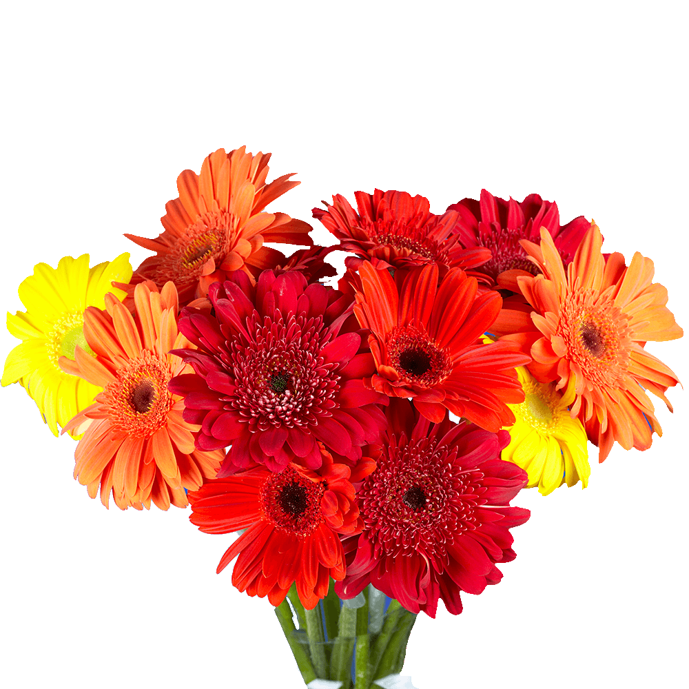 Premium Assorted Mini Gerbera Flowers