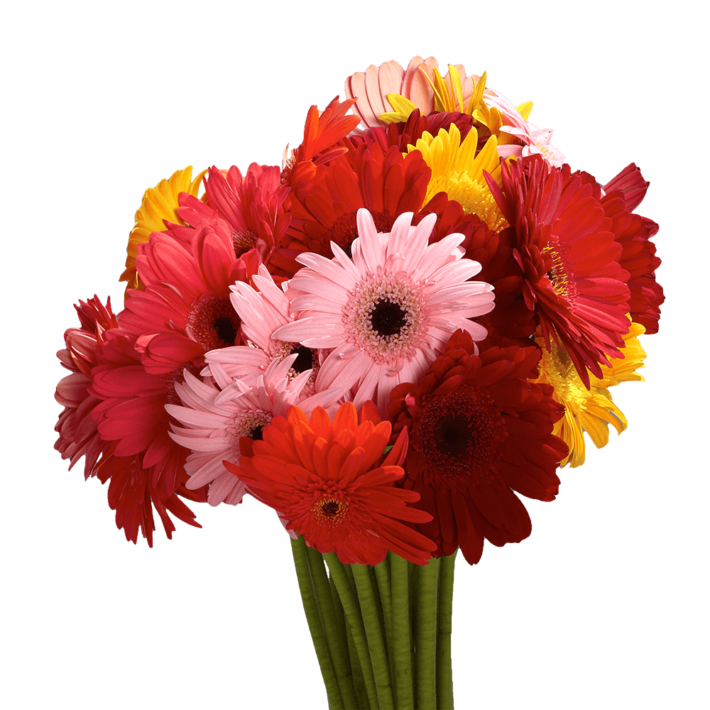 Premium Assorted Mini Valentine's Day Gerbera Flowers