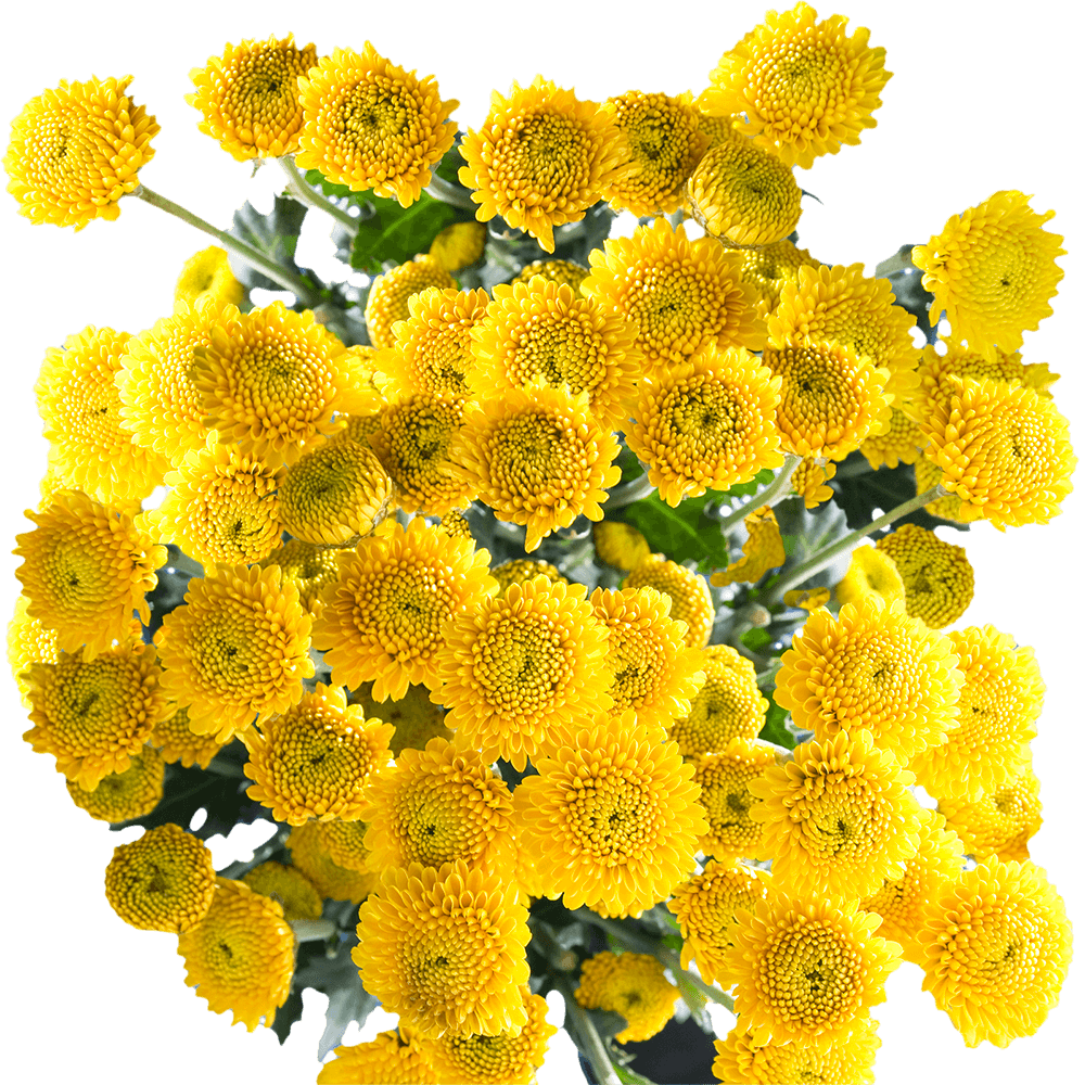 Premium Assorted Yellow Chrysanthemum Button Flowers