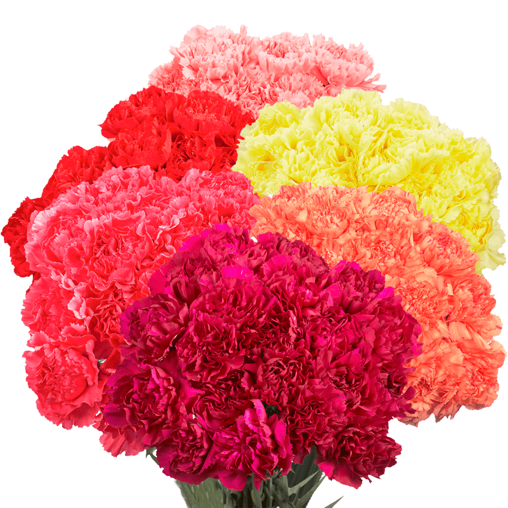 Premium Color Carnations