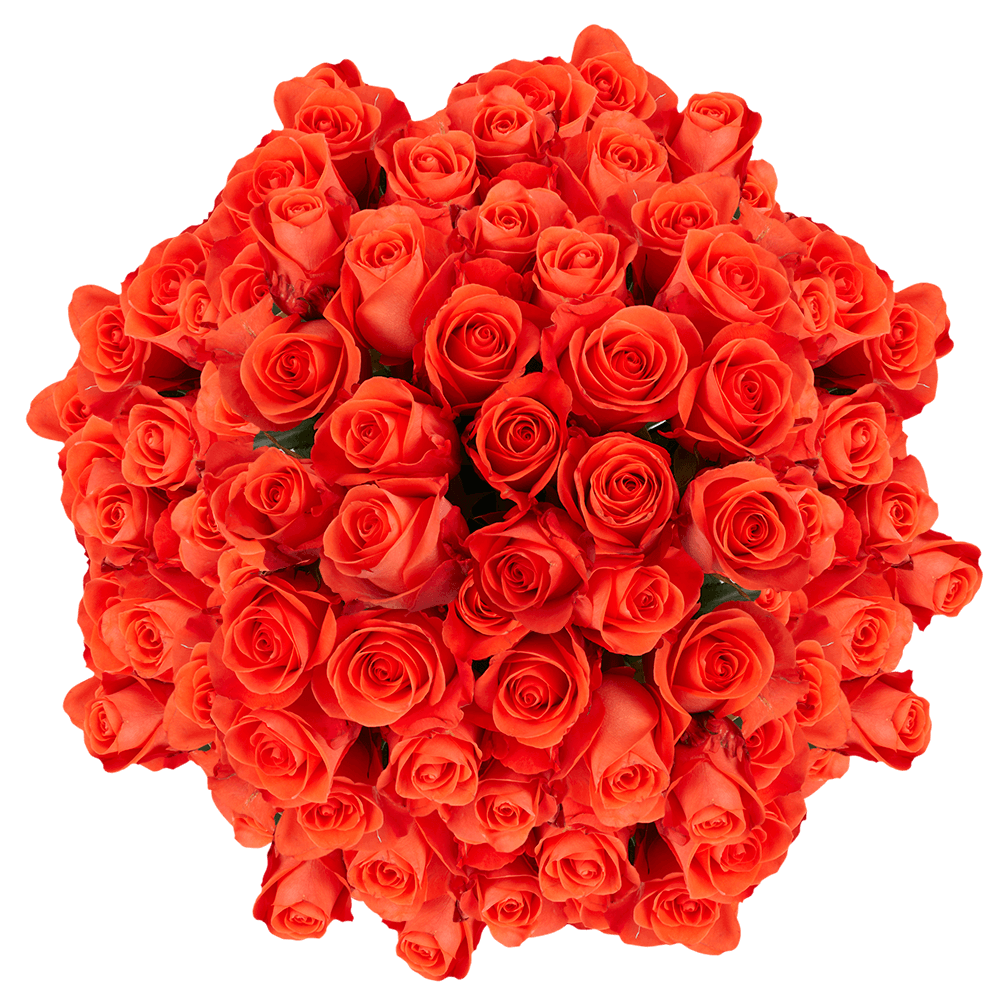 Premium Salmon Orange Rose Florist