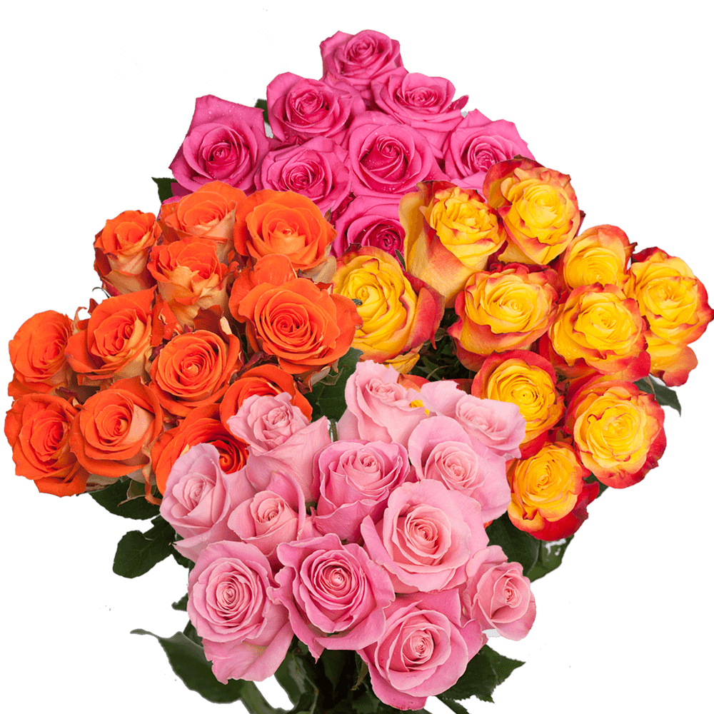 Premium Your Choice of Dozen Color Roses