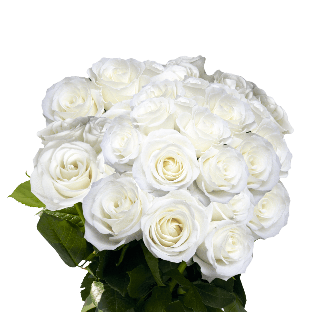 Pure White Roses Long Stem Valentine's Day Roses
