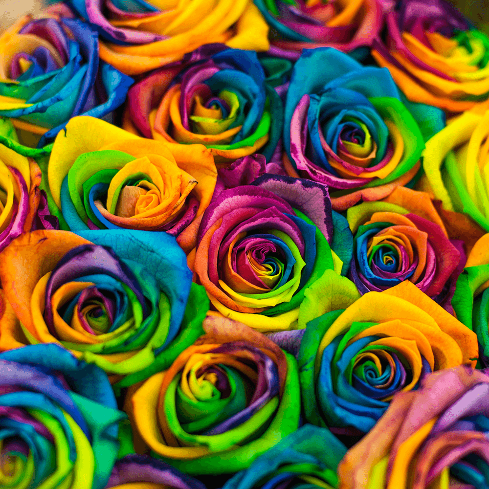 Rainbow Roses Next Day Delivery Kaleidoscope Tie Die Roses
