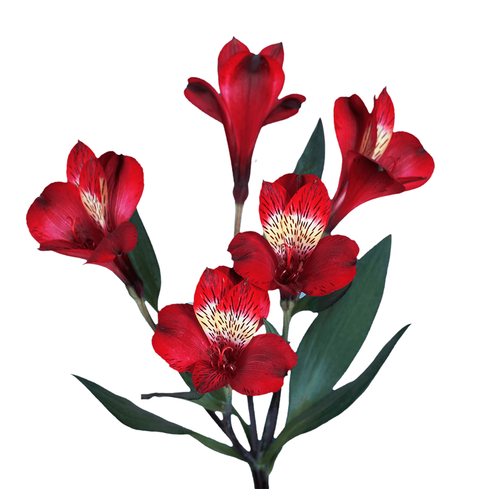 Red Peruvian Lily Flowers Alstroemerias