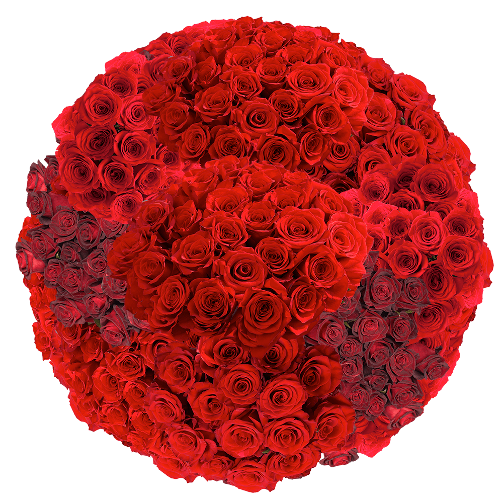 Red Rose to Buy for Valentine's Day