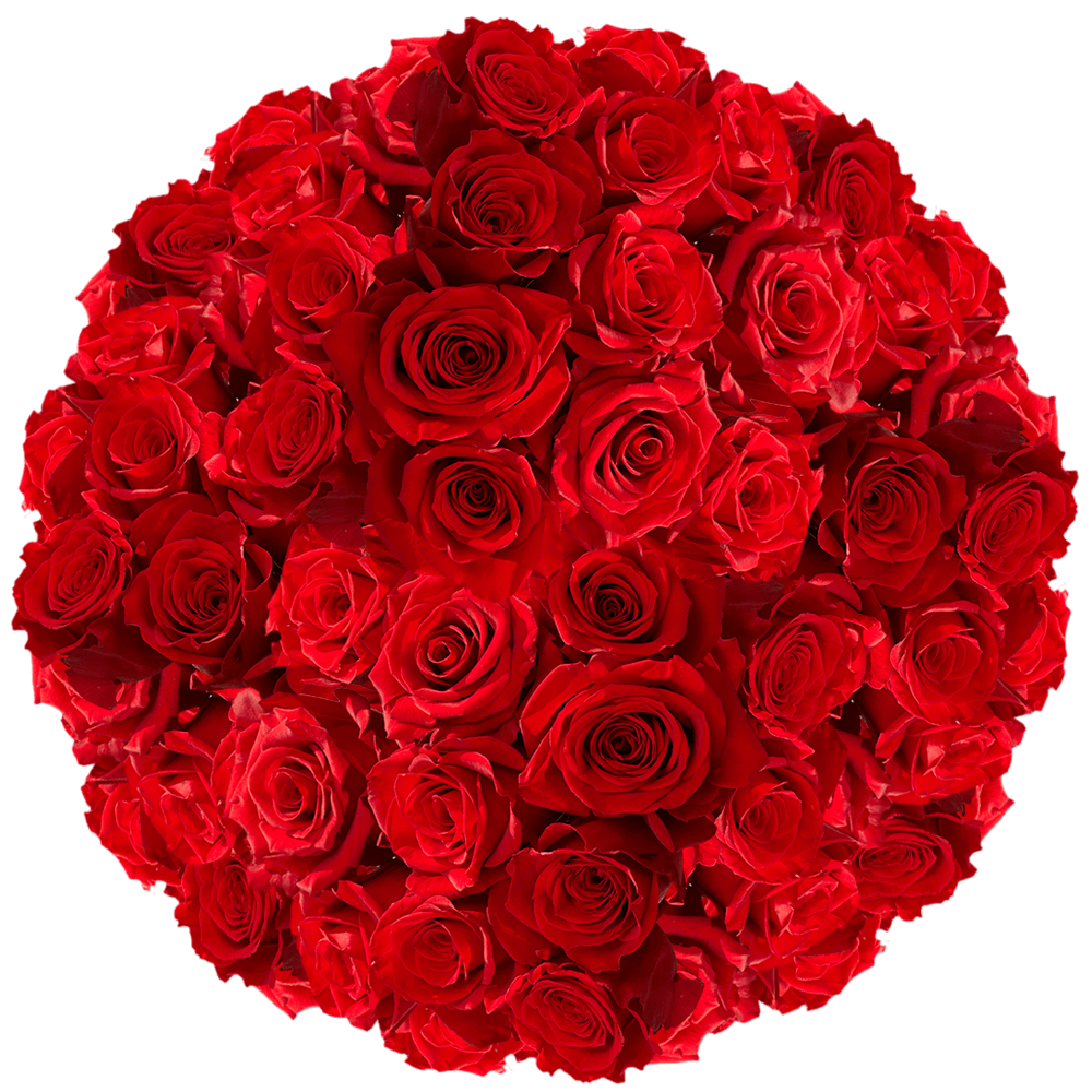 Red Valentine's Day Roses Public Wholesale