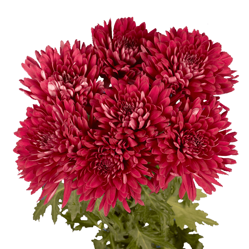 Send Burgundy Chrysanthemum Disbud Flowers