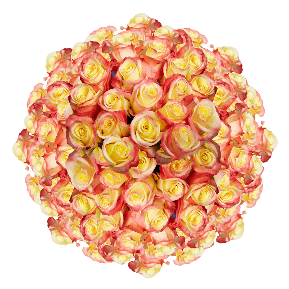 Send Creamy Yellow With Red Tip Roses
