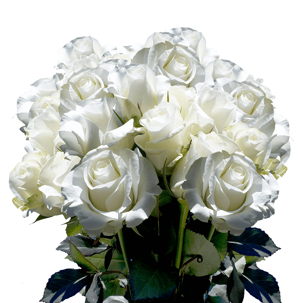 Send Long Beautiful White Roses