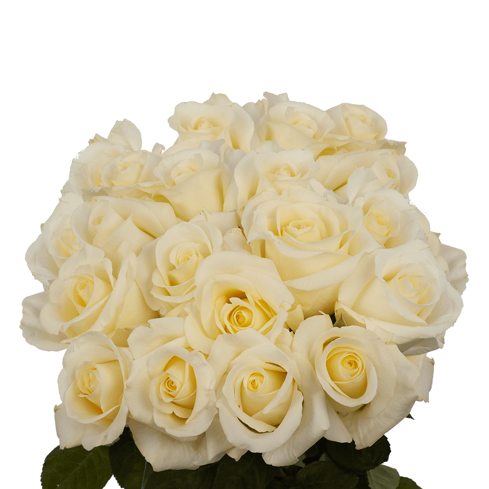 Send Long Stem Wedding Roses