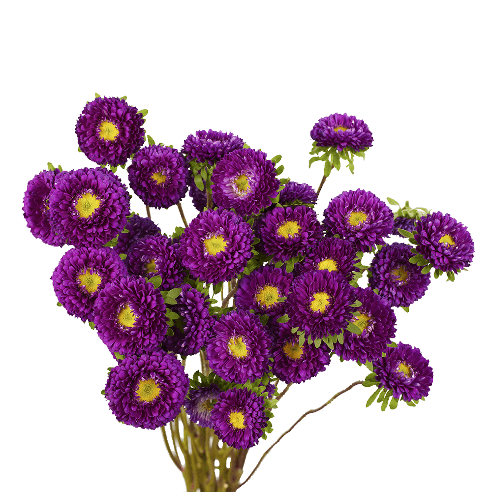 Send Purple Aster Matsumoto Flowers