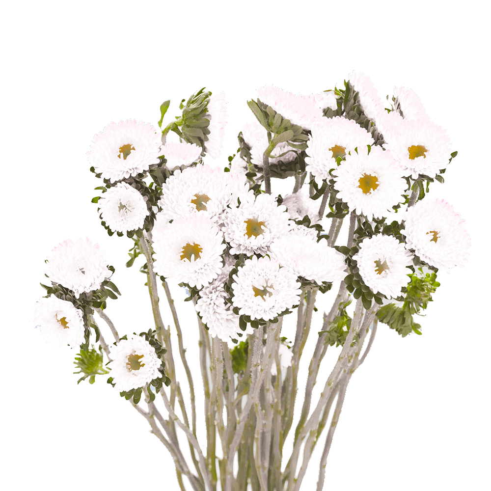 Send White Aster Matsumoto Flowers