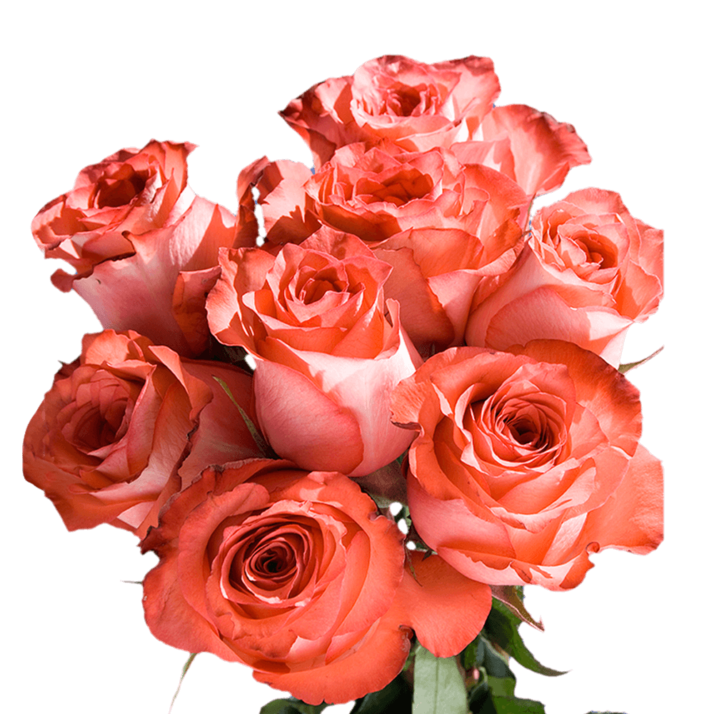 Terracotta Bridal Roses