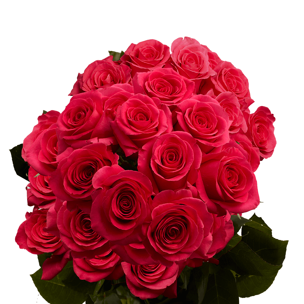 Two Dozen Hot Pink Roses Free Valentine's Day Delivery