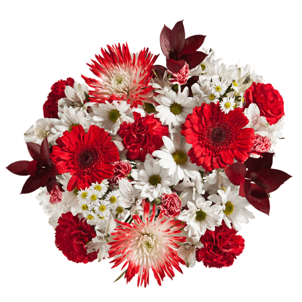 Valentines Flowers Red Carnations Spider Poms White Daisies
