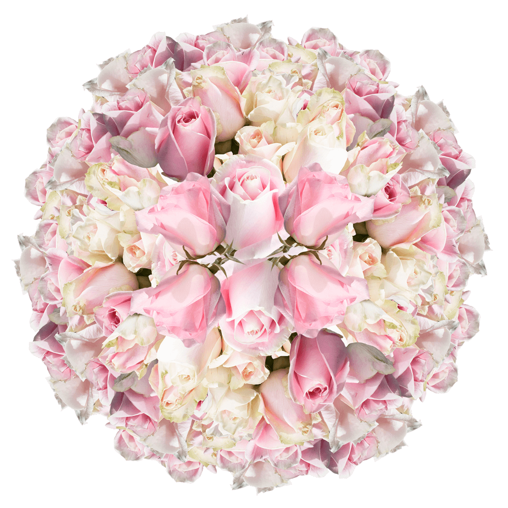Vibrant Long Stem Light Soft Pink Roses