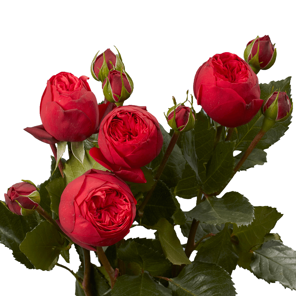 Vibrant Red Garden Roses