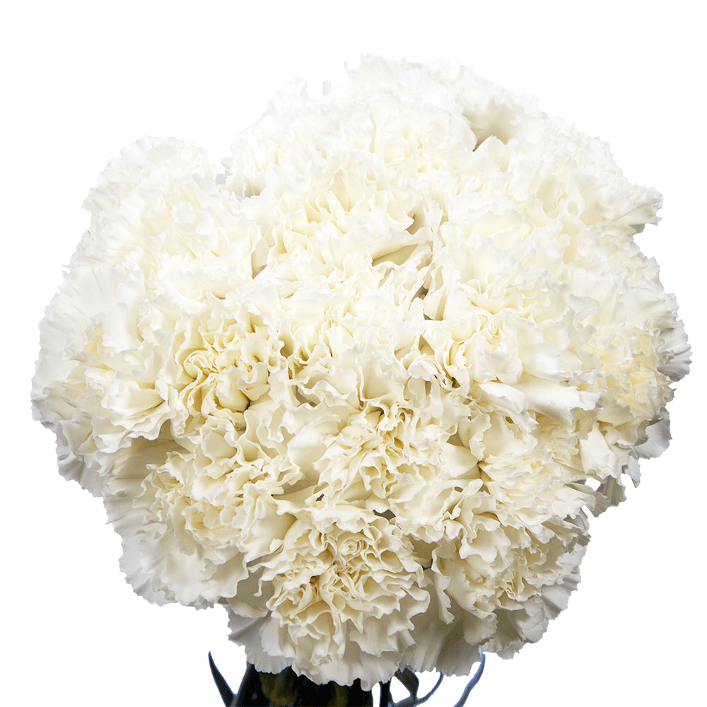 Vibrant White Carnations