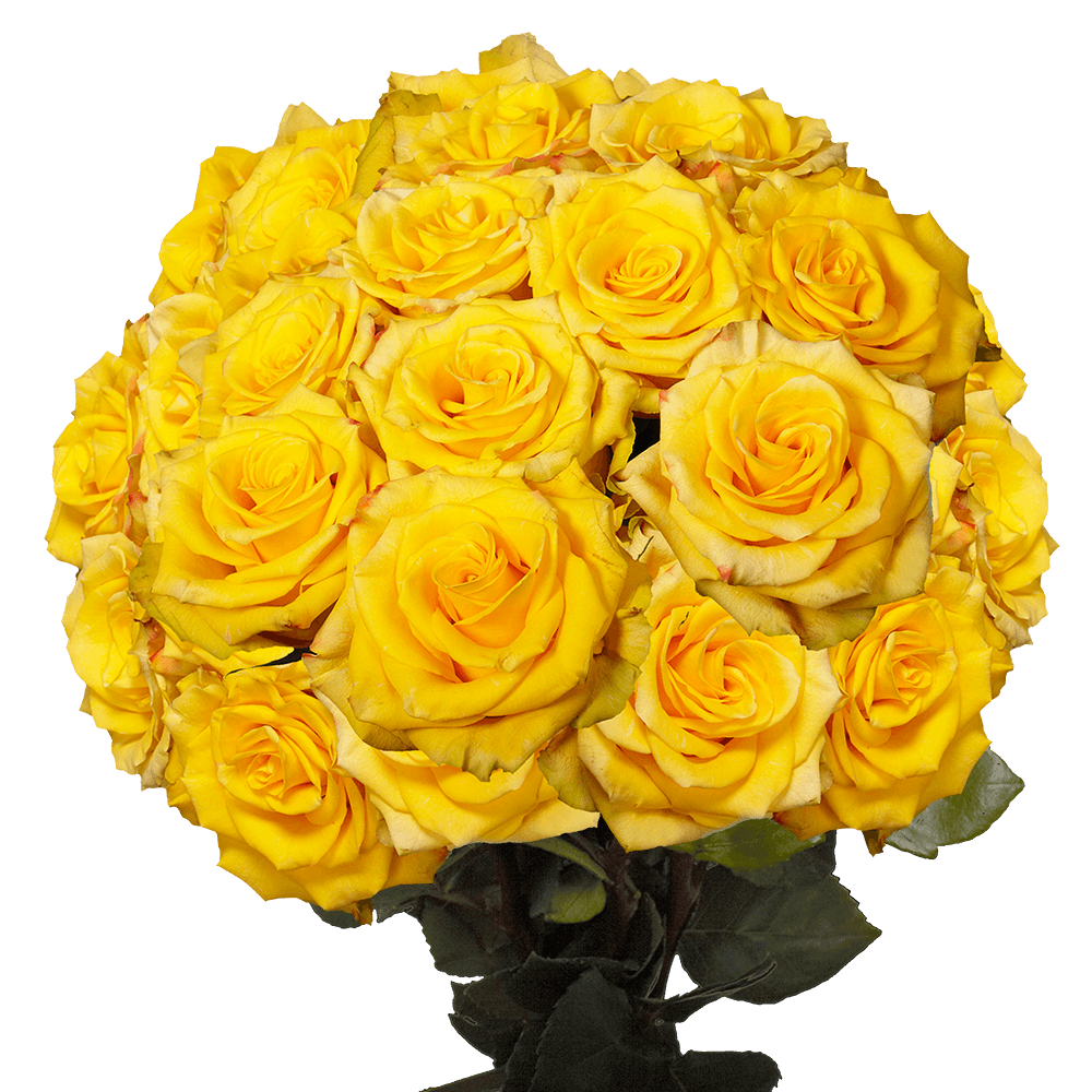 Vibrant Yellow Roses with Red Petals