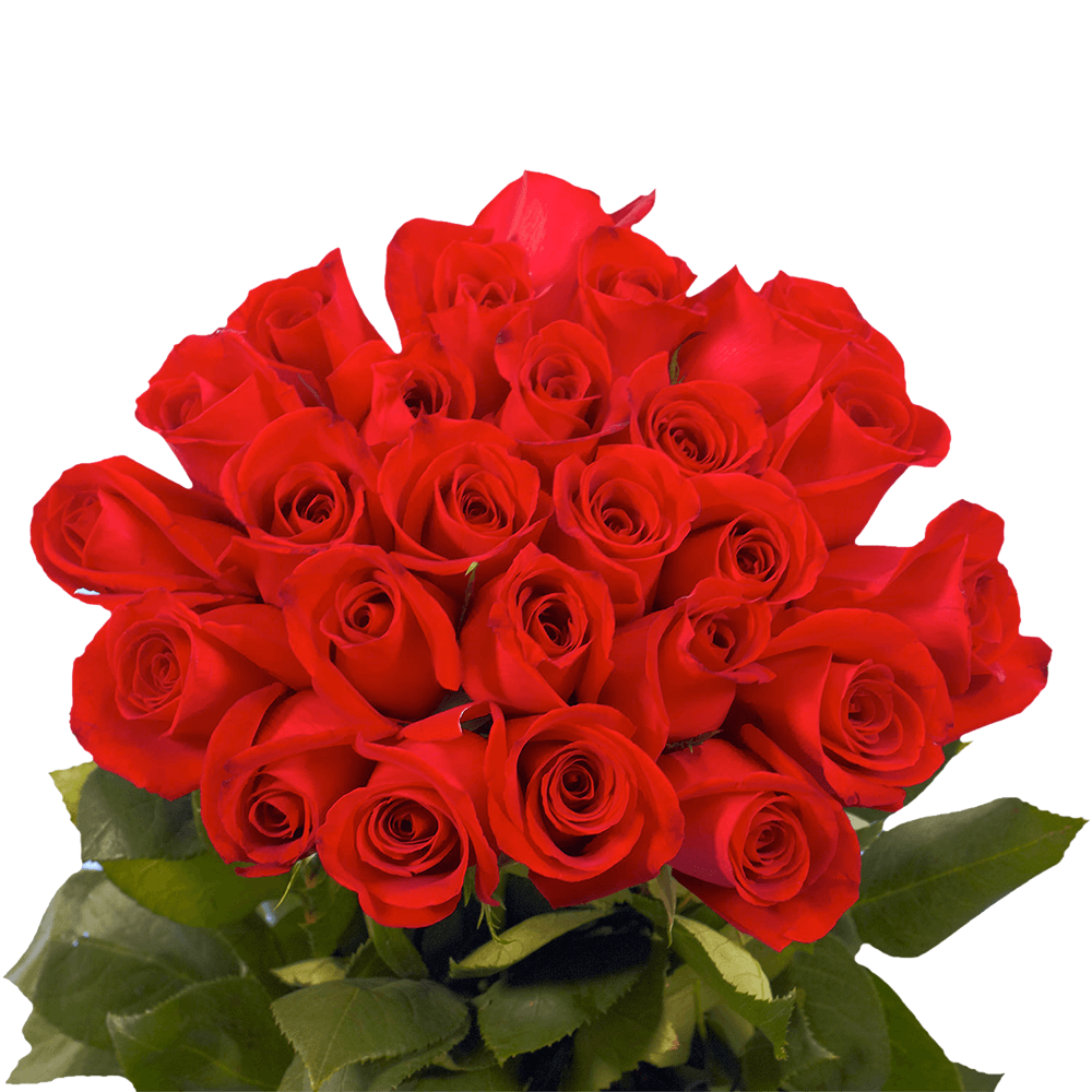 Wedding Cheap Red Roses