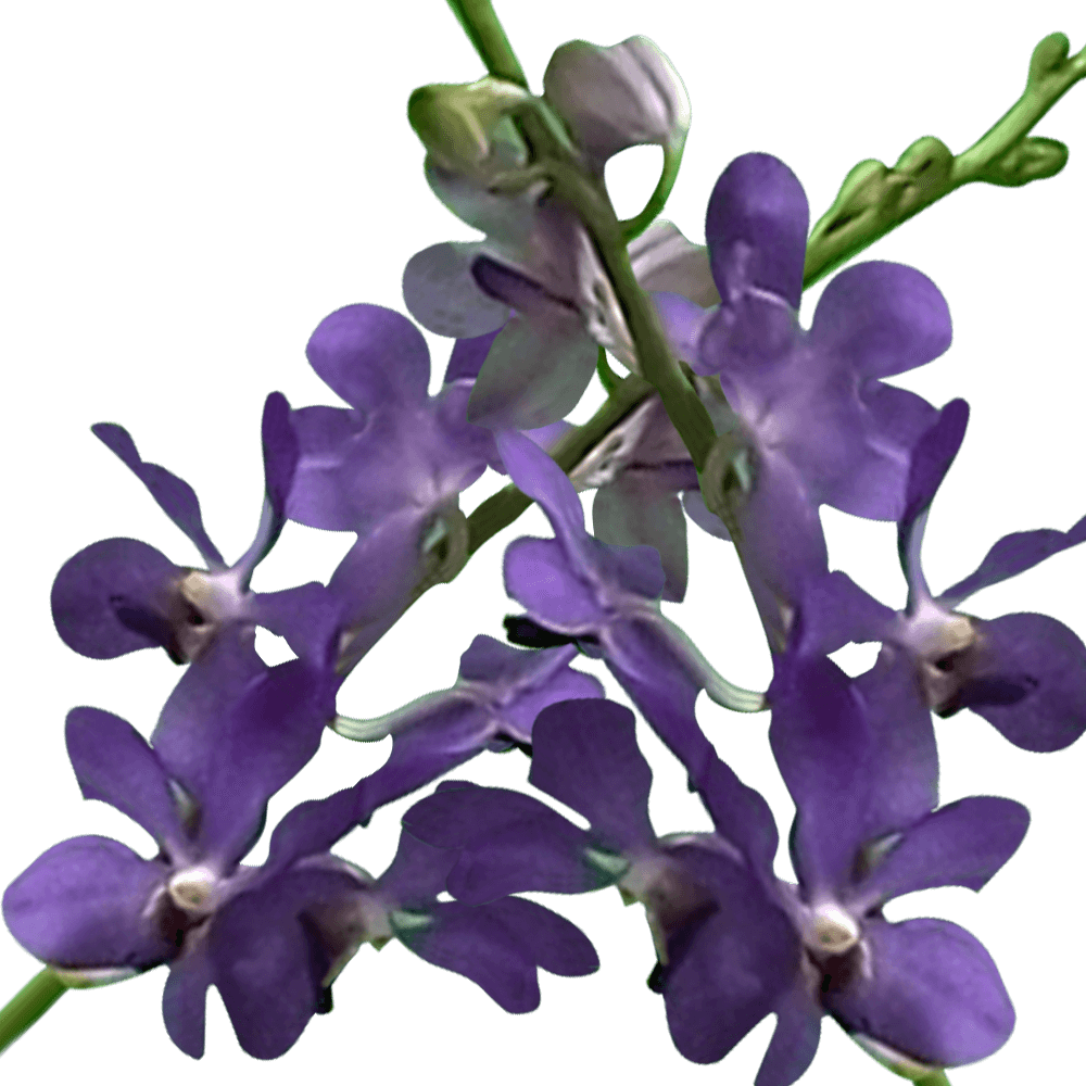 Wholesale Blue Orchids Loose Orchid Flowers in Bulk