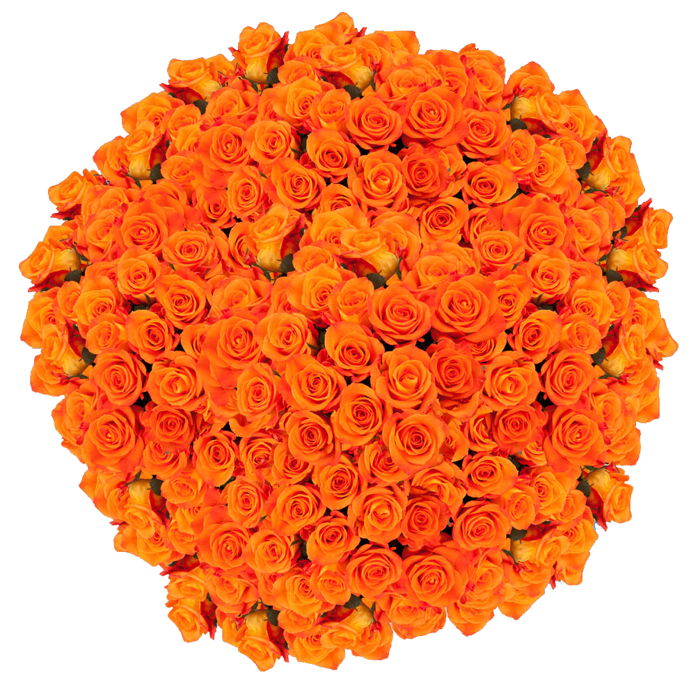 Wholesale Bright Orange Cut Roses