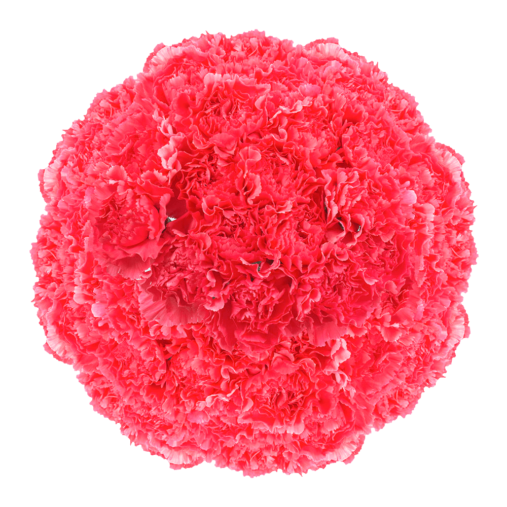 Wholesale Hot Pink Carnations