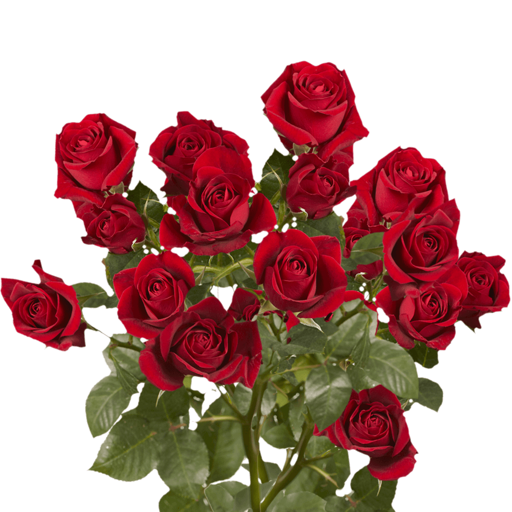 Wholesale Red Spray Roses