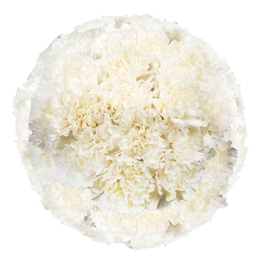Wholesale White Carnations