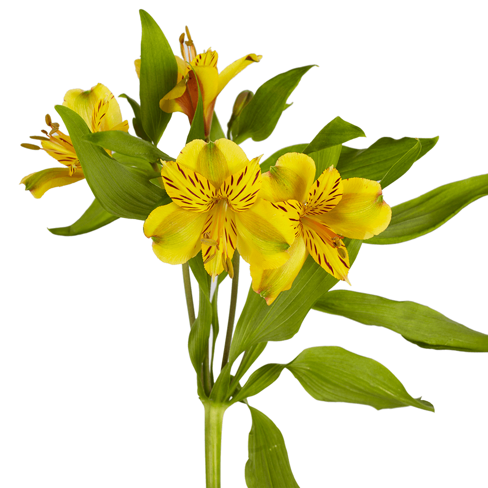 Yellow Alstroemerias Princess Lilies