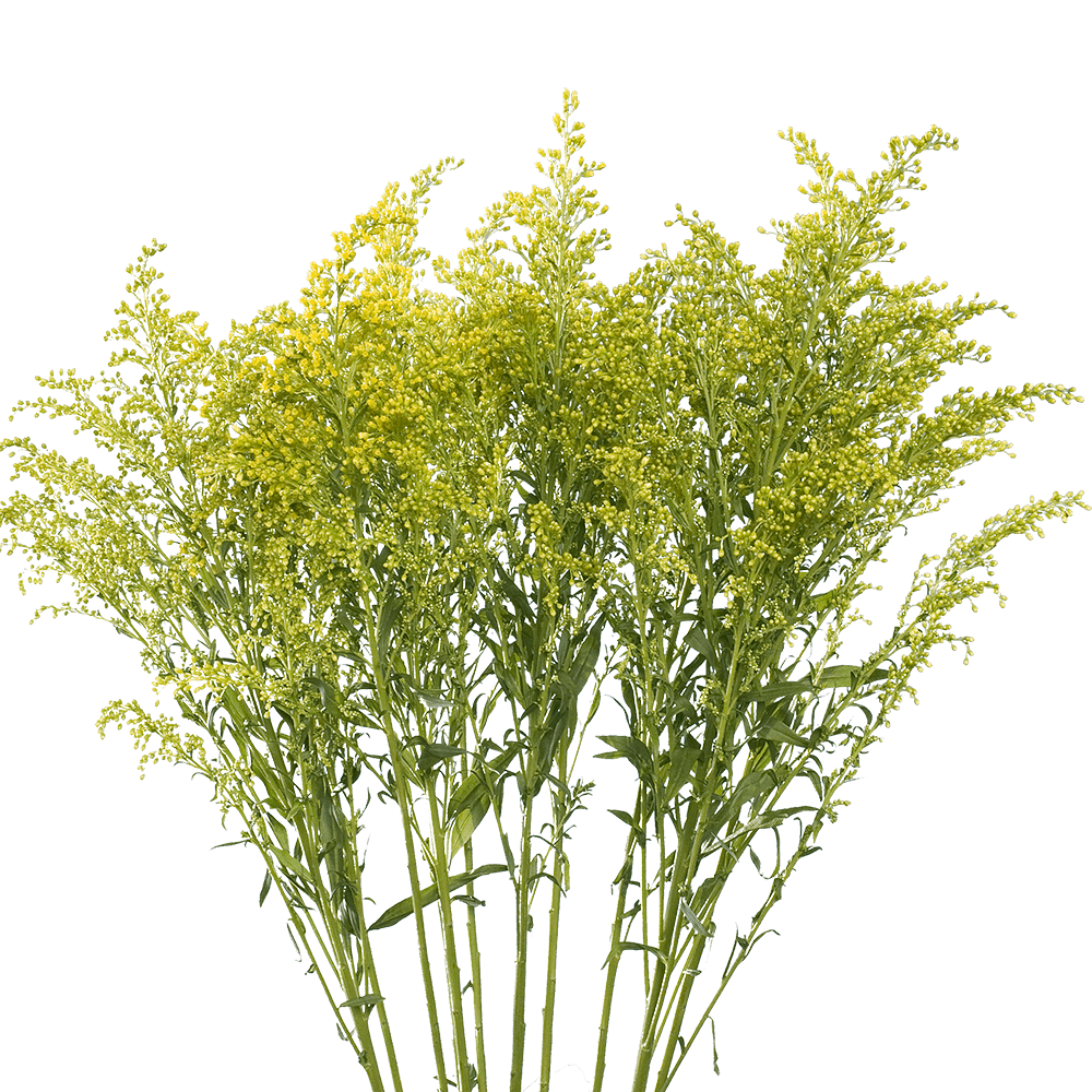 Yellow Asters Solidago Flowers Free Shipping