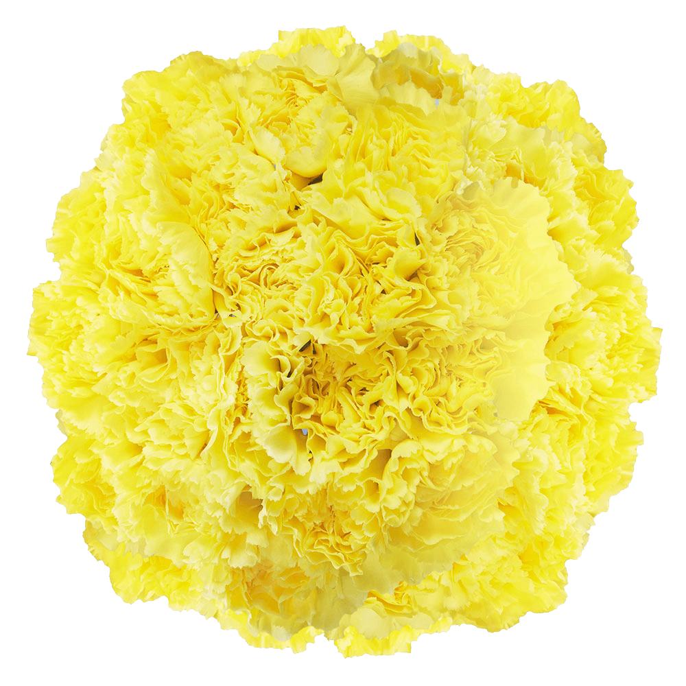Yellow Carnations Flowers Delivered in 24 hours