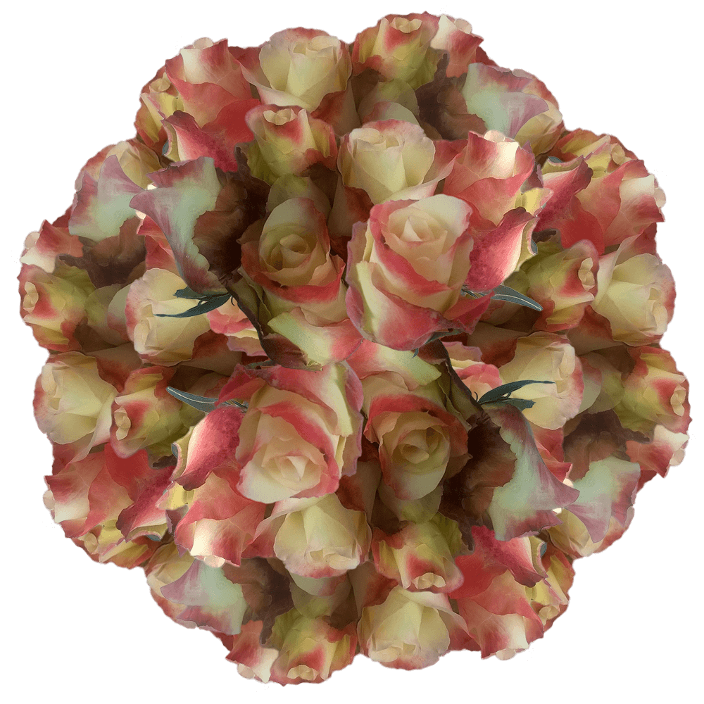 Yellow Pink 100 Roses Online Discount Offer Yellow Roses Pink Tips