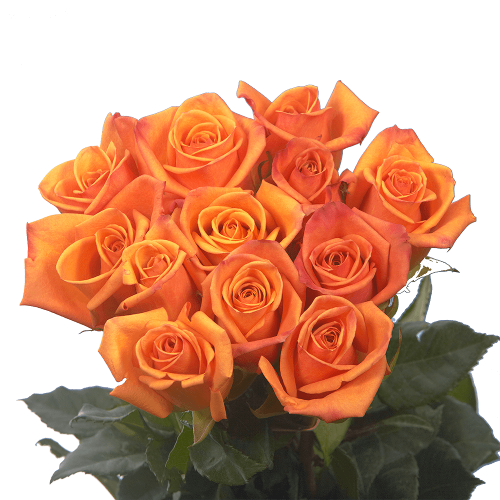 Yellow Roses with Orange Tips for Sale
