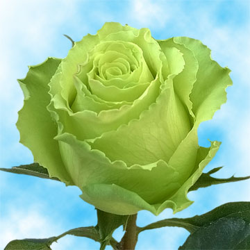 Lime Green Roses