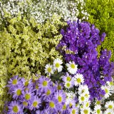 240 Stems of Your Choice Fresh Fillers