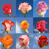 500 Roses Your Choice of Up to 20 Colors
