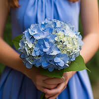 Blue Hydrangea Bridesmaids Bouquets