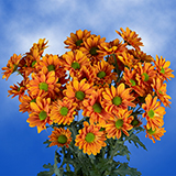 72 Blooms of Bronze Daisy Pom Poms 18 Stems