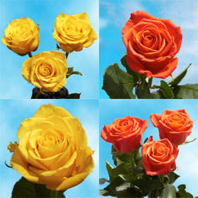 Cut Roses Yellow and Orange Flowers for Sale Cut Roses Yellow and Orange Flowers for Sale