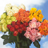 200 Assorted Colors of Roses